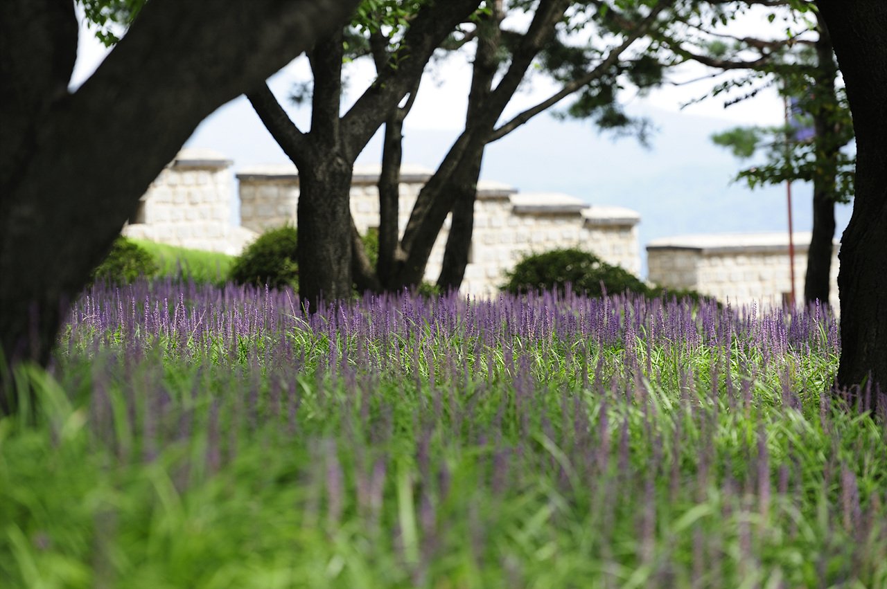 _DSC9442.jpg : 화성 동북포루옆 맥문동 상황입니다 _DSC9442.jpg : 화성 동북포루옆 맥문동 상황입니다