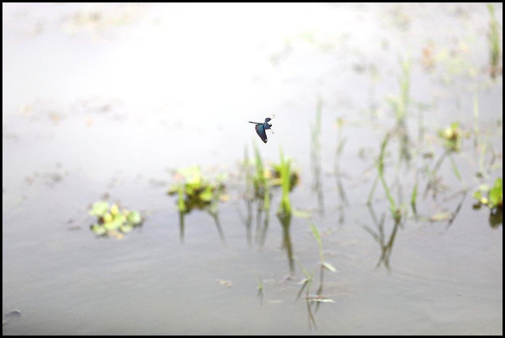 8U8A1243.jpg : 날개를 활짝 펴고~~