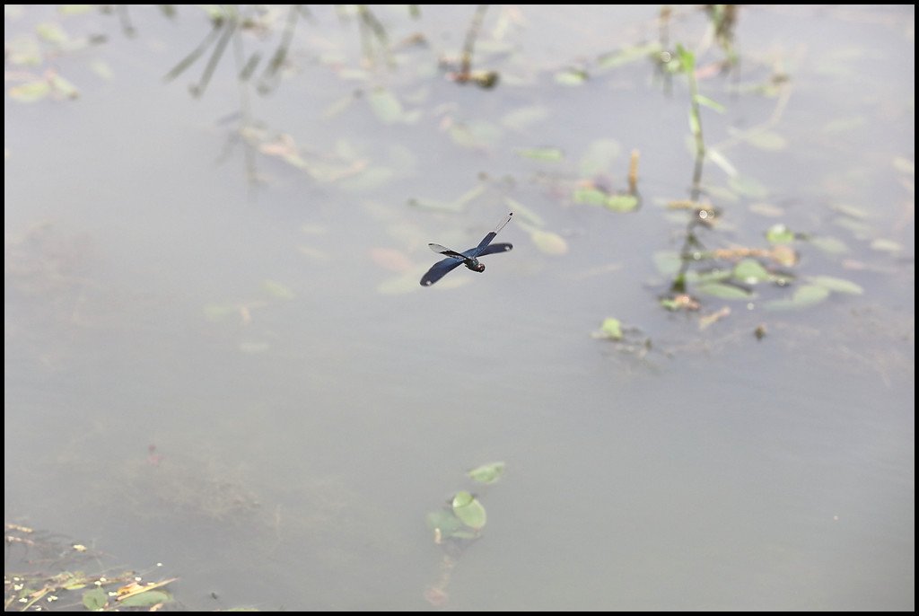 8U8A1150.jpg : 날개를 활짝 펴고~~