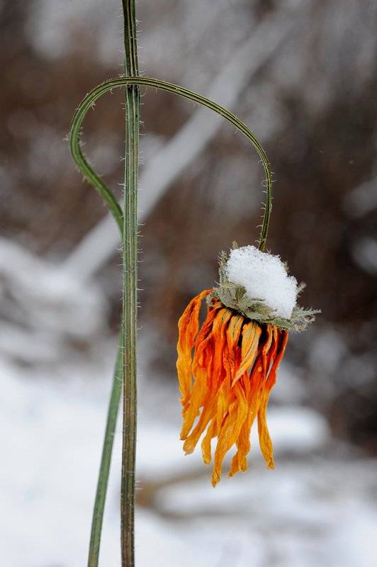 겨울꽃.jpg : 겨울꽃