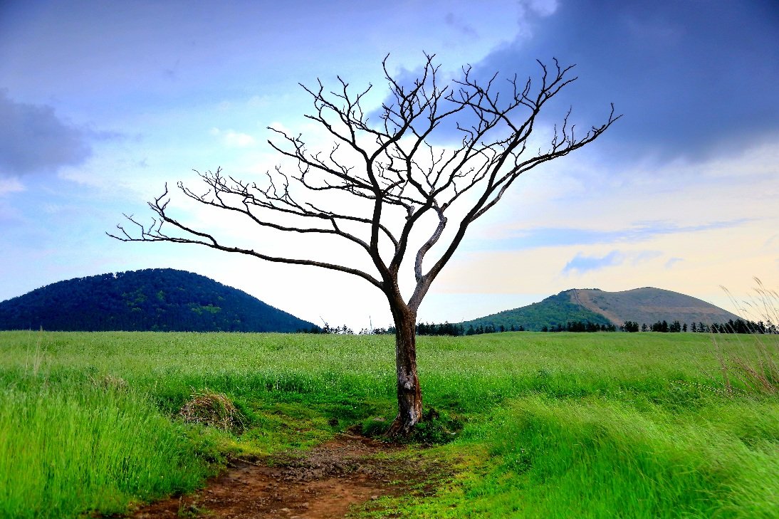 20240511065750_IMG_8643.JPG : 나홀로 나무