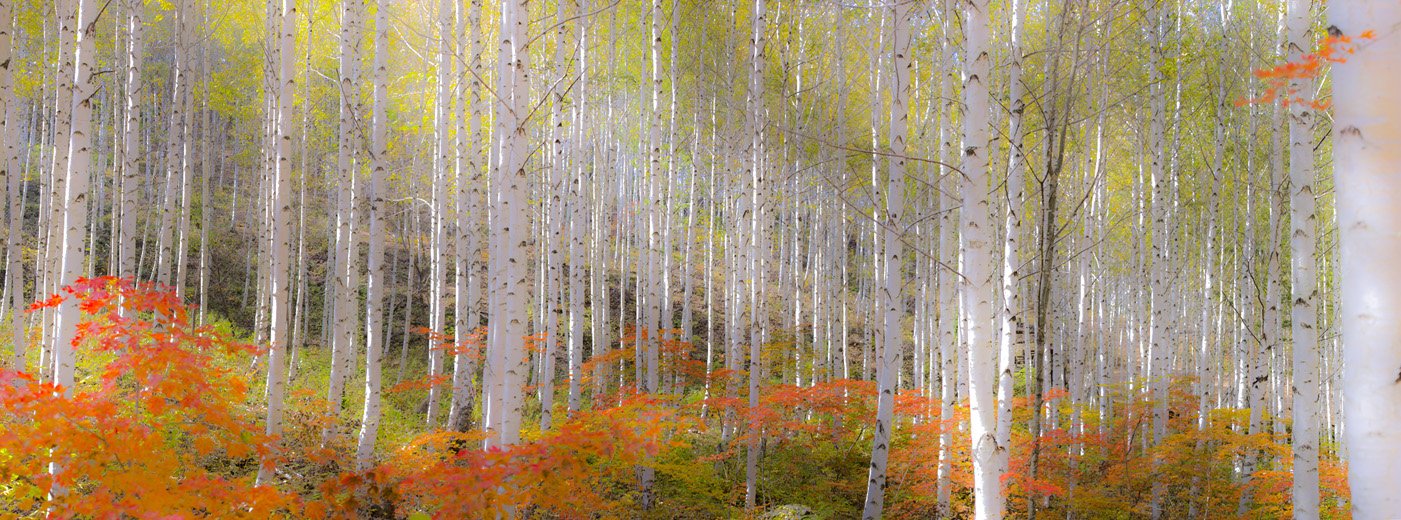Untitled_Panorama11-11.jpg : 자작나무 파노라마