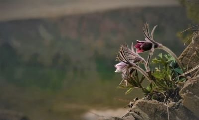 DSCF1743-2.jpg : 동강애기