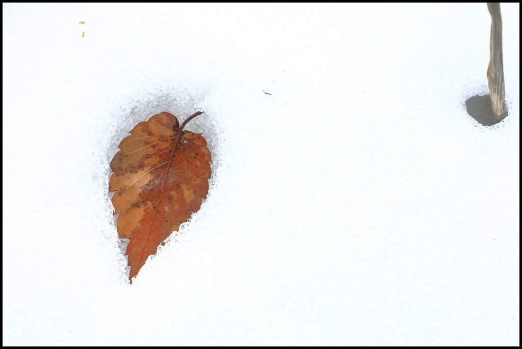 8U8A1620.jpg : 雪死