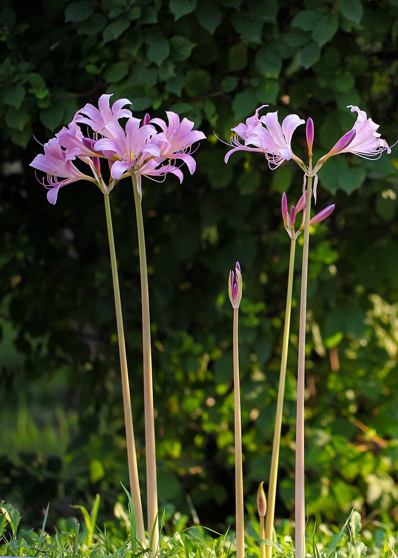 IMG_0002-2s.jpg : 상사화