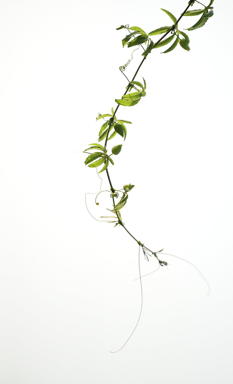 _DSC9187.jpg : 어디까지 닿을거니?