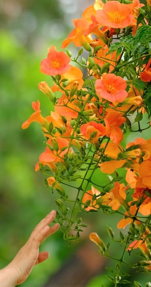 하풍손.jpg : 능소화 벙개중