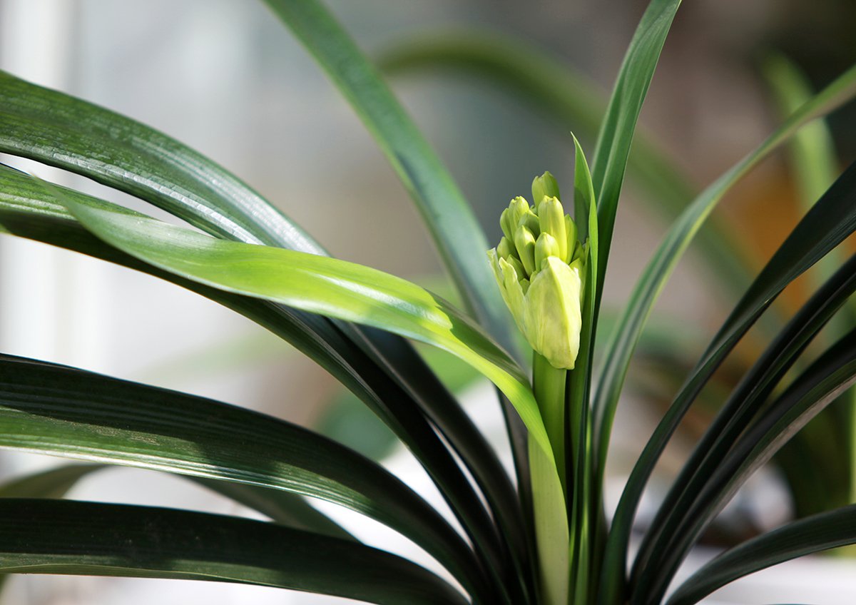 IMG_0464.jpg : 군자란