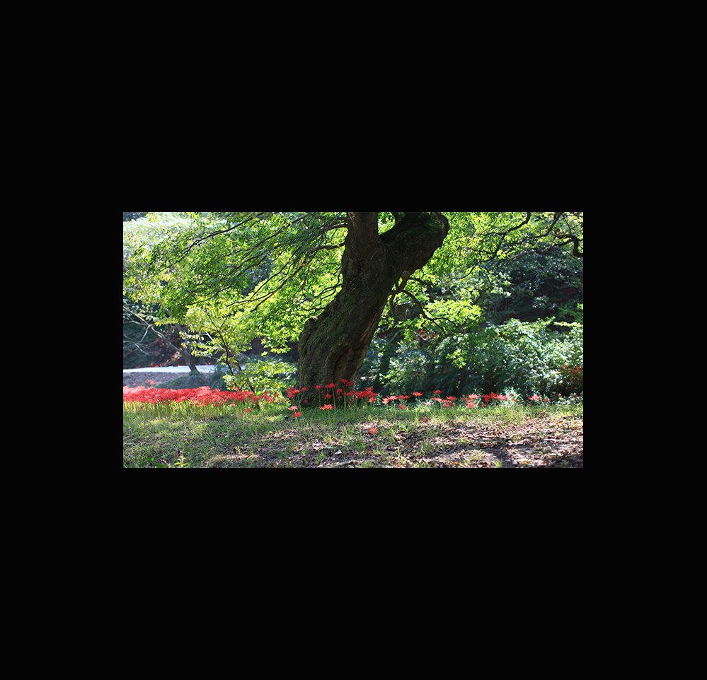 IMG_3918-2.jpg : 나무가있는 풍경...