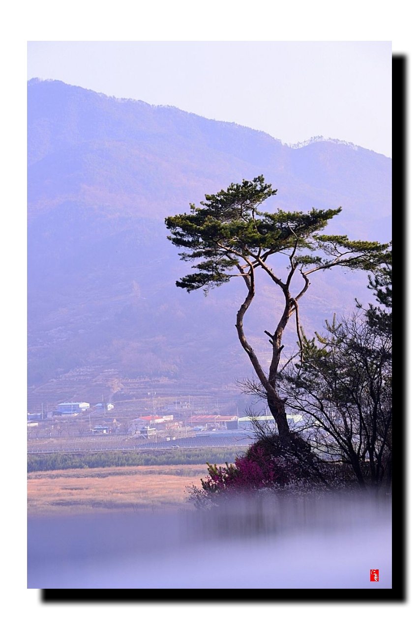 IMG_20180324_224514.jpg : 광양의 소나무