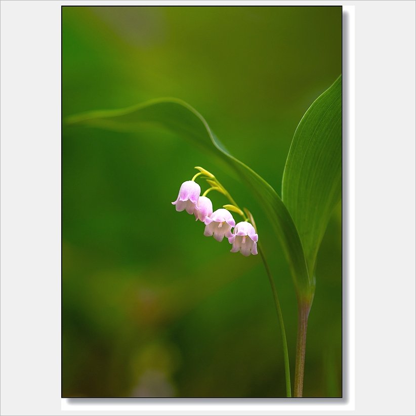 DSC_3538.jpg : 분홍은방울꽃