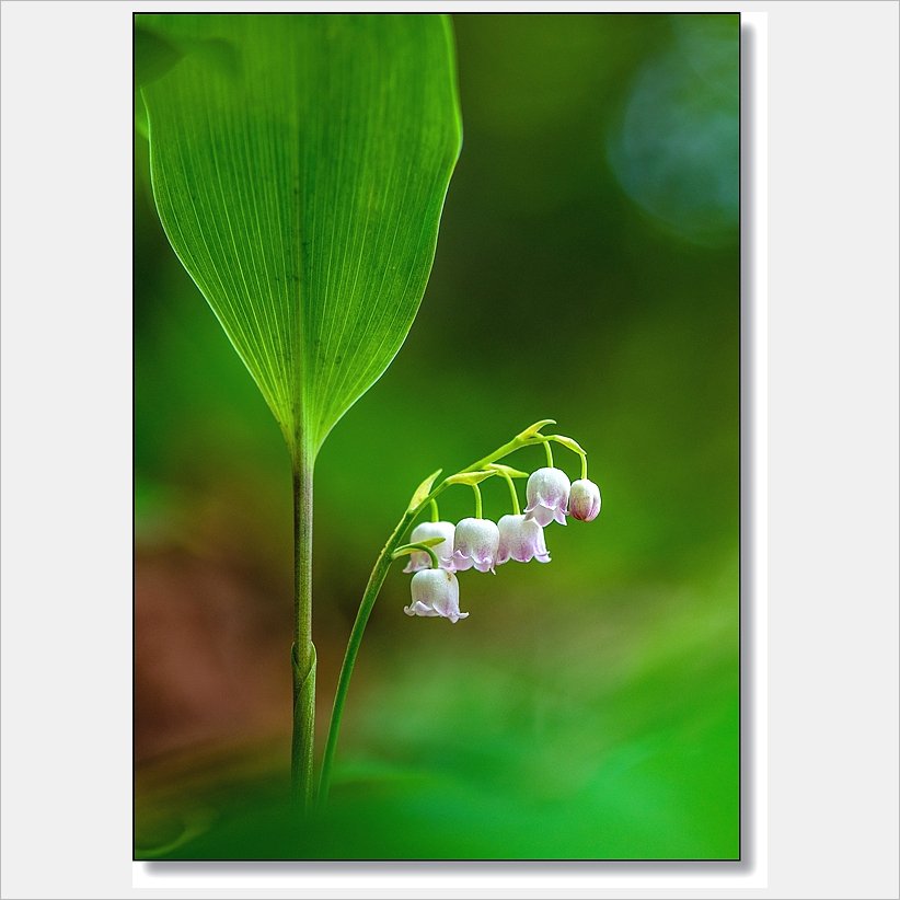 DSC_3534_1.jpg : 분홍은방울꽃