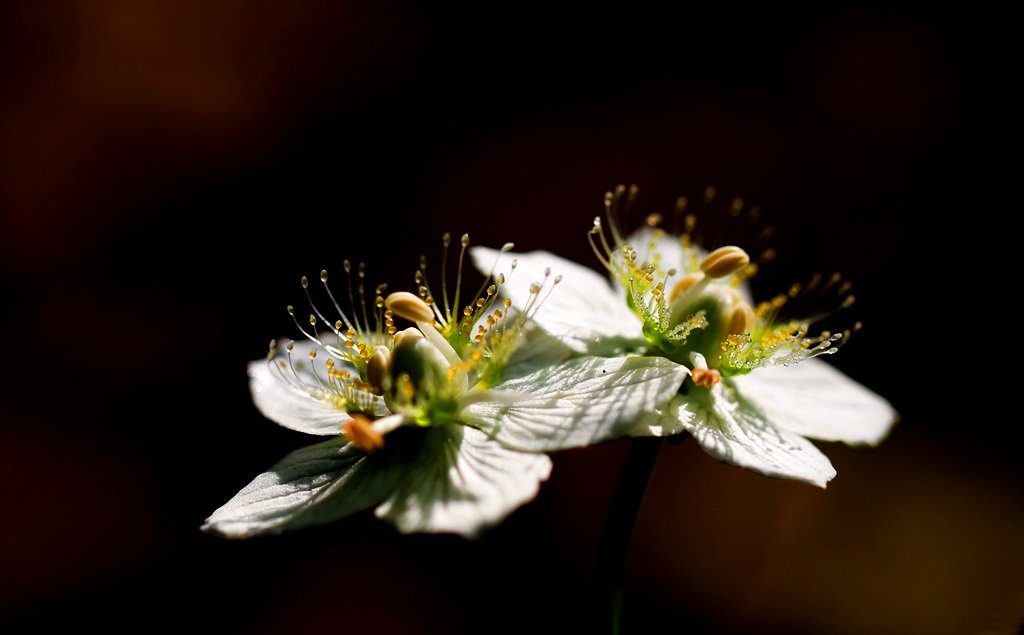 JK9A5165[1].JPG : 물매화 꽃