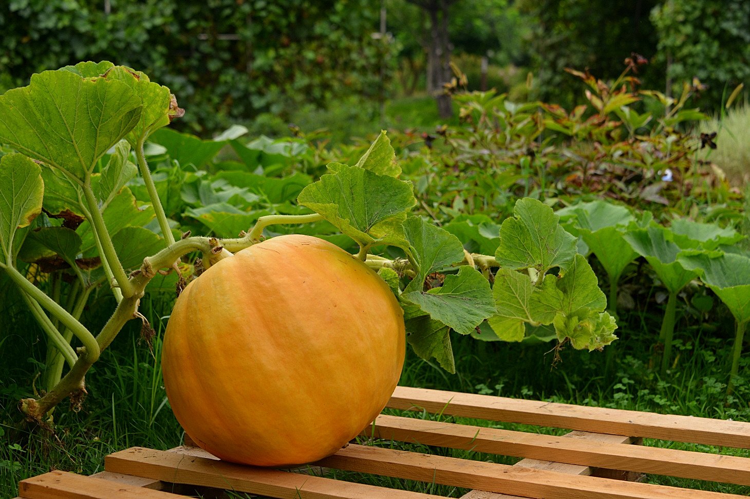 DSC_4518.JPG : 도심속의 여름