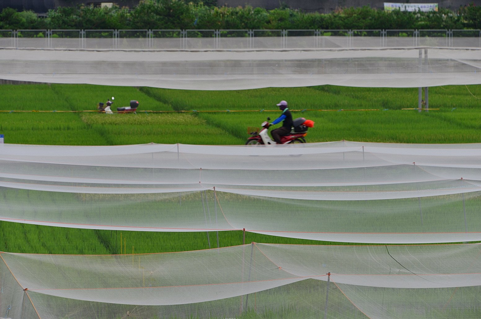 DSC_4481.JPG : 도심속의 여름