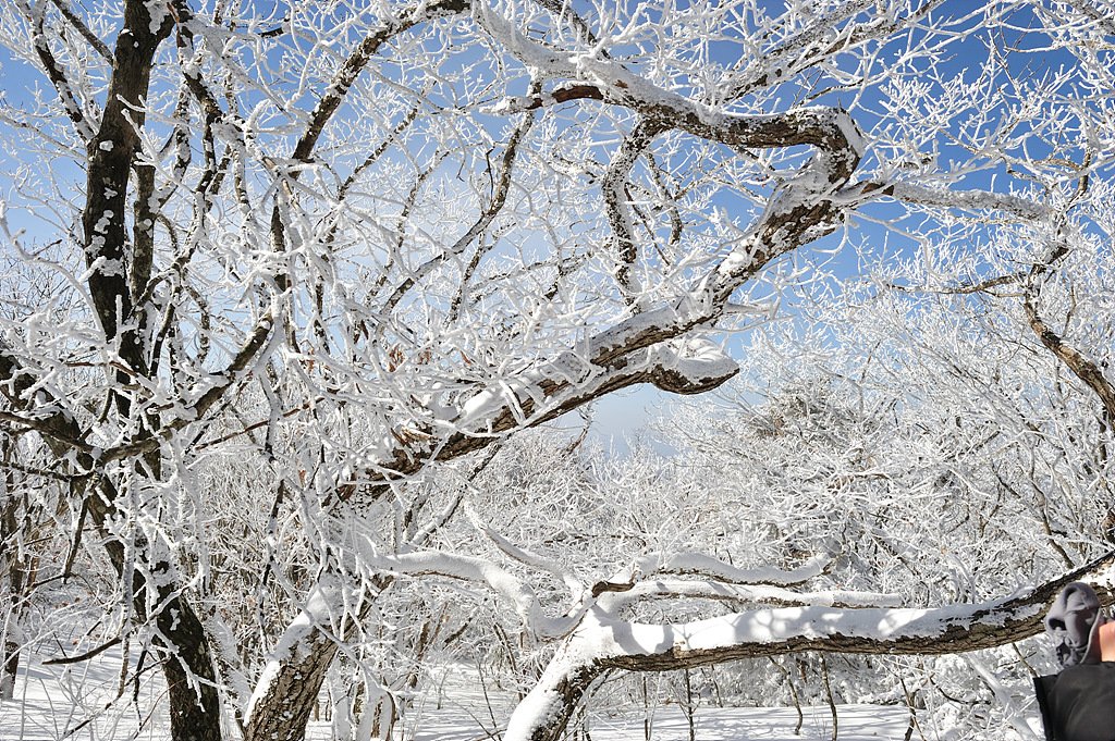 _DSC2229_00001.jpg : 덕유산 상고대 _DSC2229_00001.jpg : 덕유산 상고대