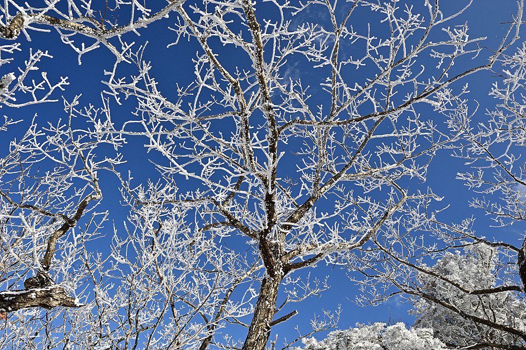 _DSC2227_00001.jpg : 덕유산 상고대 _DSC2227_00001.jpg : 덕유산 상고대