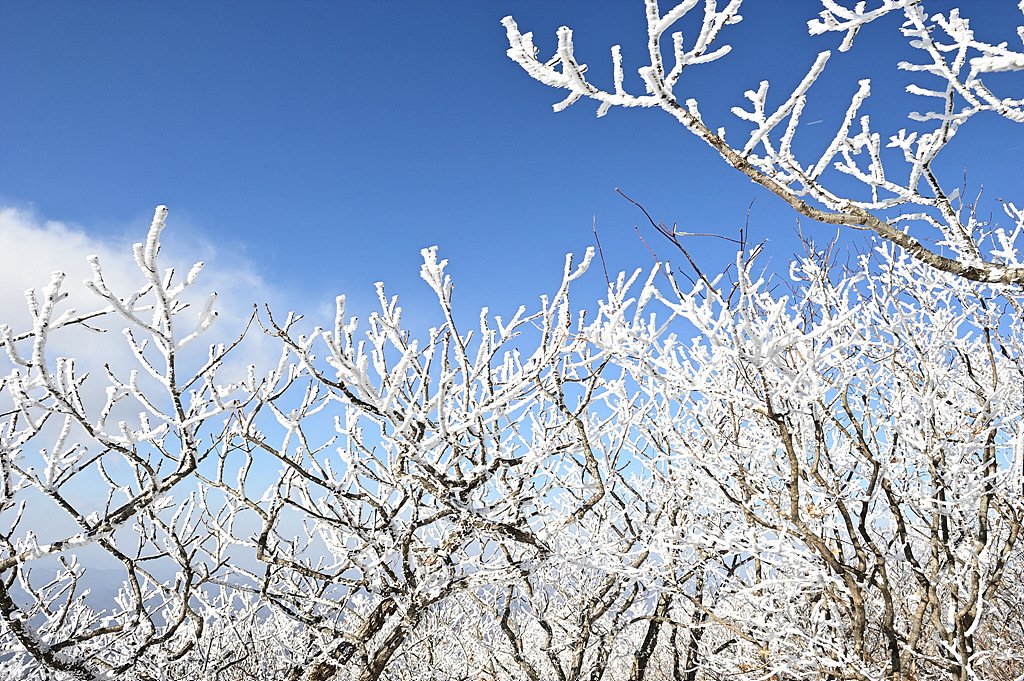 _DSC2507_00001.jpg : 덕유산 상고대 _DSC2507_00001.jpg : 덕유산 상고대