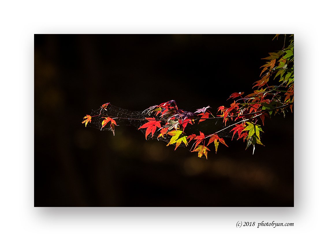 181A7197-편집.jpg : 단풍나무