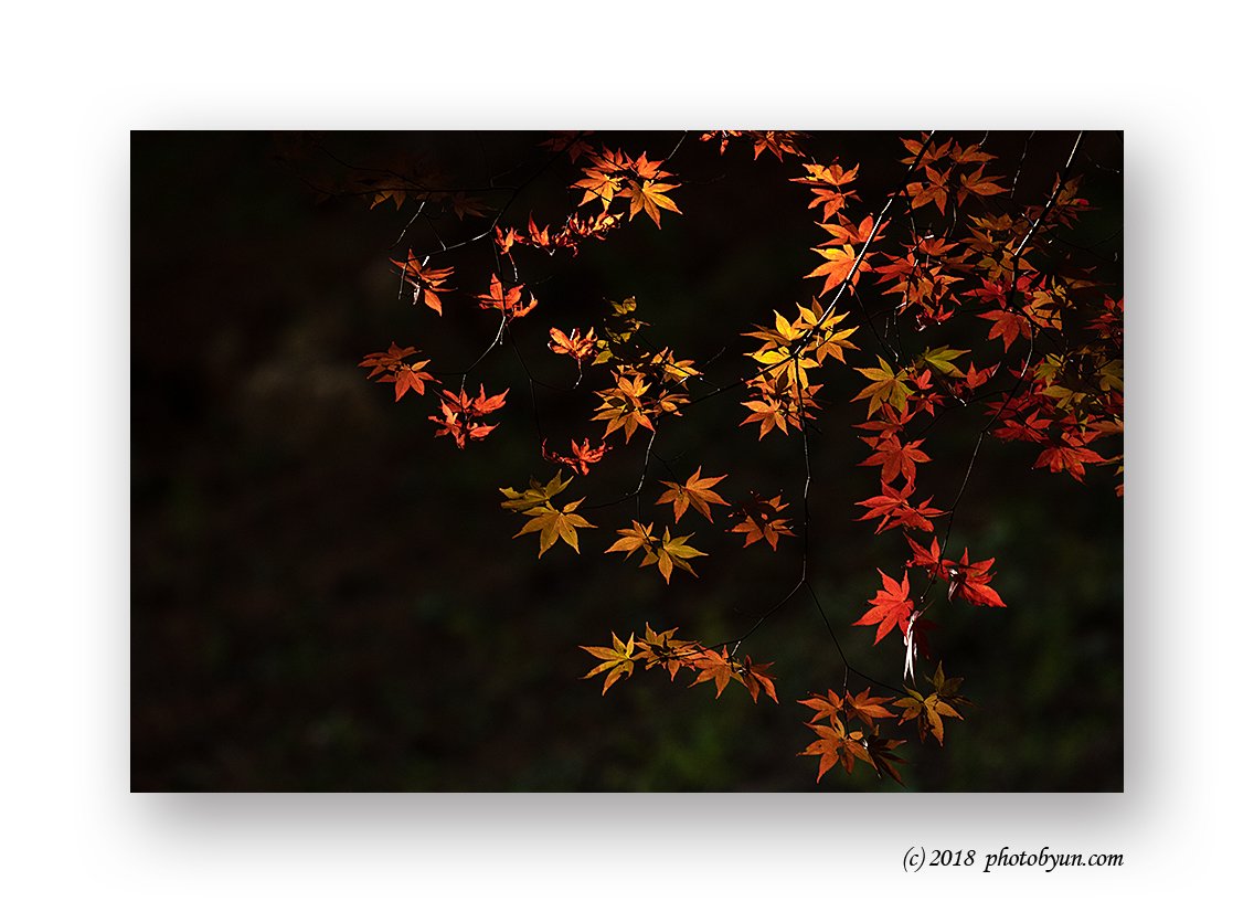 181A7216-편집.jpg : 단풍나무