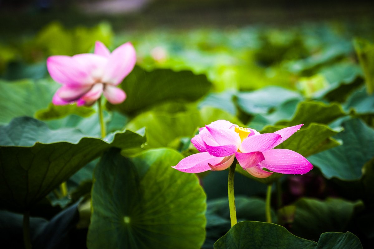 160716_연_0068.jpg : 비오는날 연