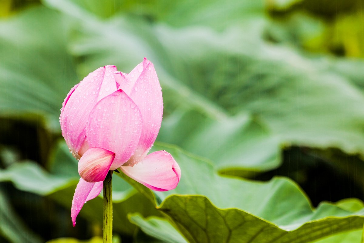 160716_연_0064.jpg : 비오는날 연