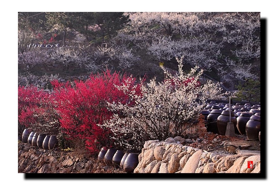 IMG_20180325_091558.jpg : 봄 봄봄!