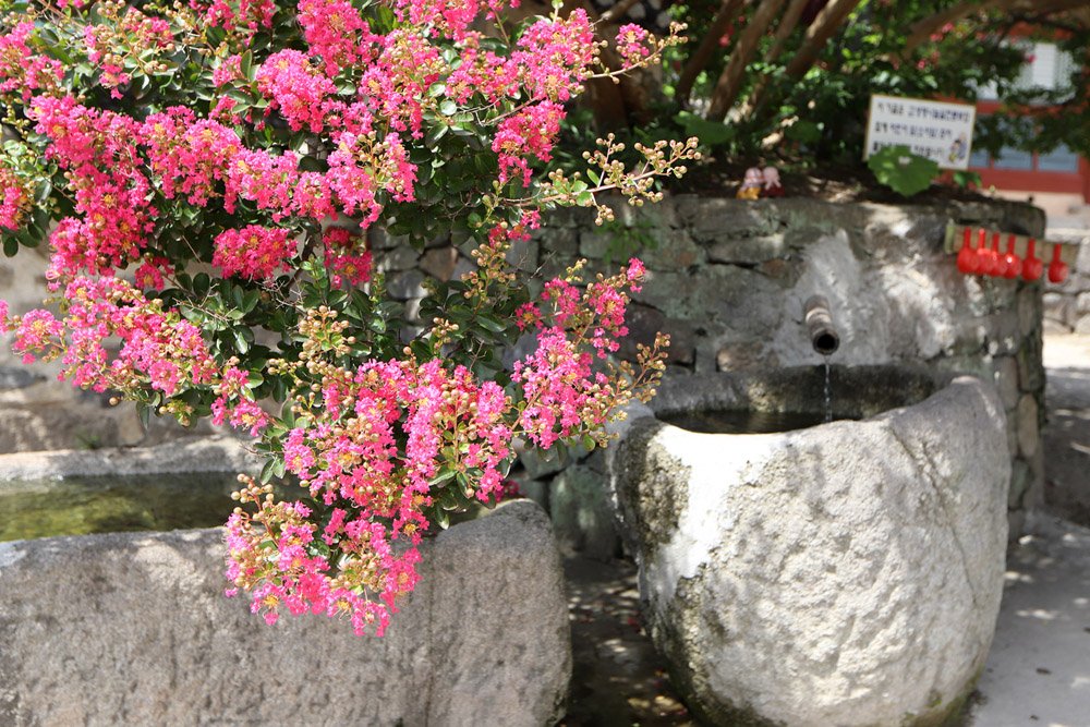 IMG_5065-.jpg : 8월의 꽃, 배롱나무.