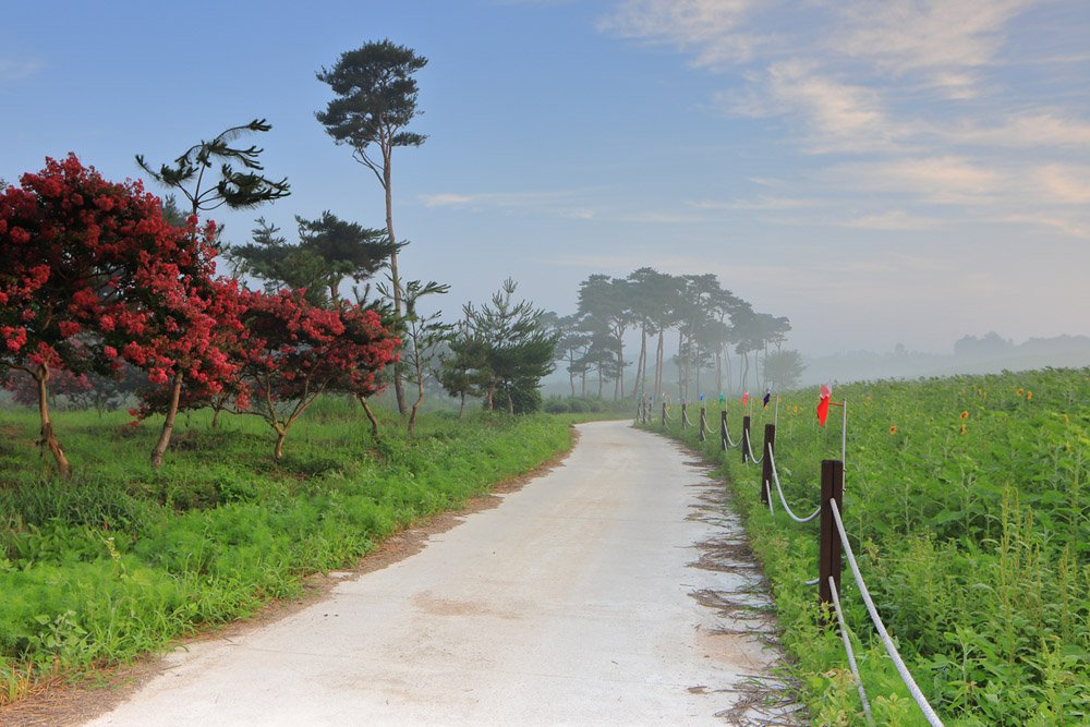 IMG_4842-.jpg : 8월의 꽃, 배롱나무.