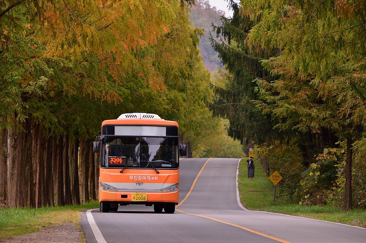 BandPhoto_16178721794.jpg : 메타쉐콰이어길