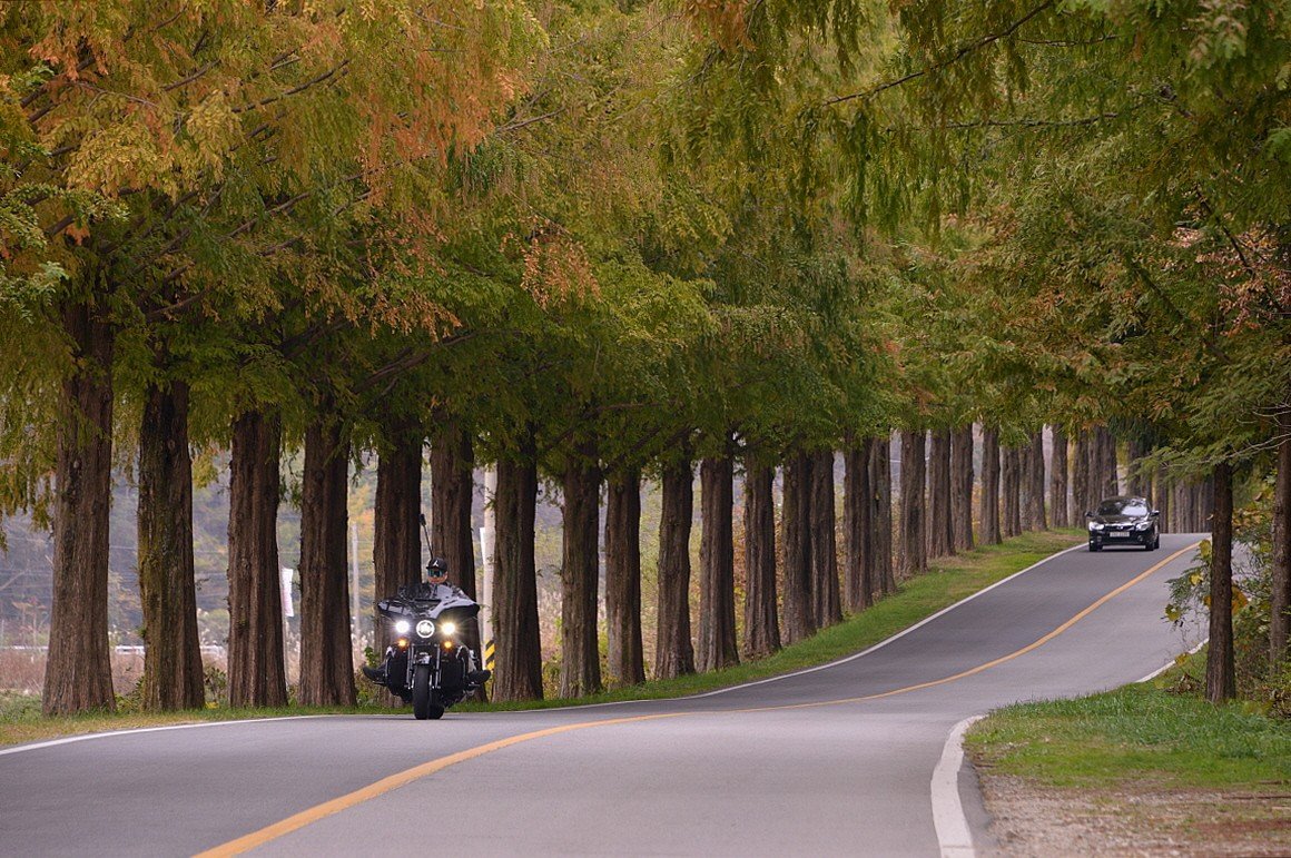 BandPhoto_16178721804.jpg : 메타쉐콰이어길