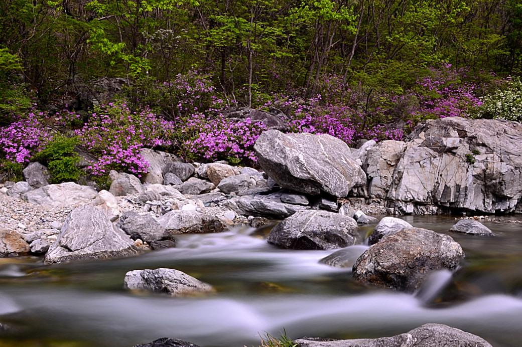 BandPhoto_8815053566.jpg : 물철쭉 ♡♡