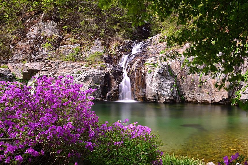 BandPhoto_8815053564.jpg : 물철쭉 ♡♡