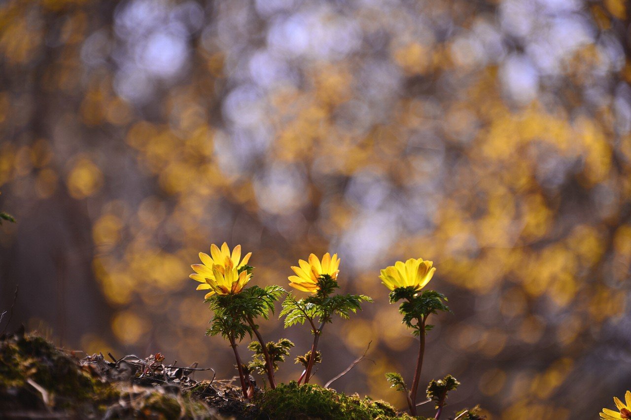 BandPhoto_12379383263.jpg : 구례 현천마을