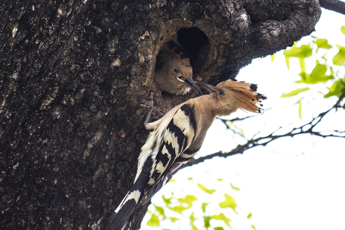 후후-555.jpg : 후투티