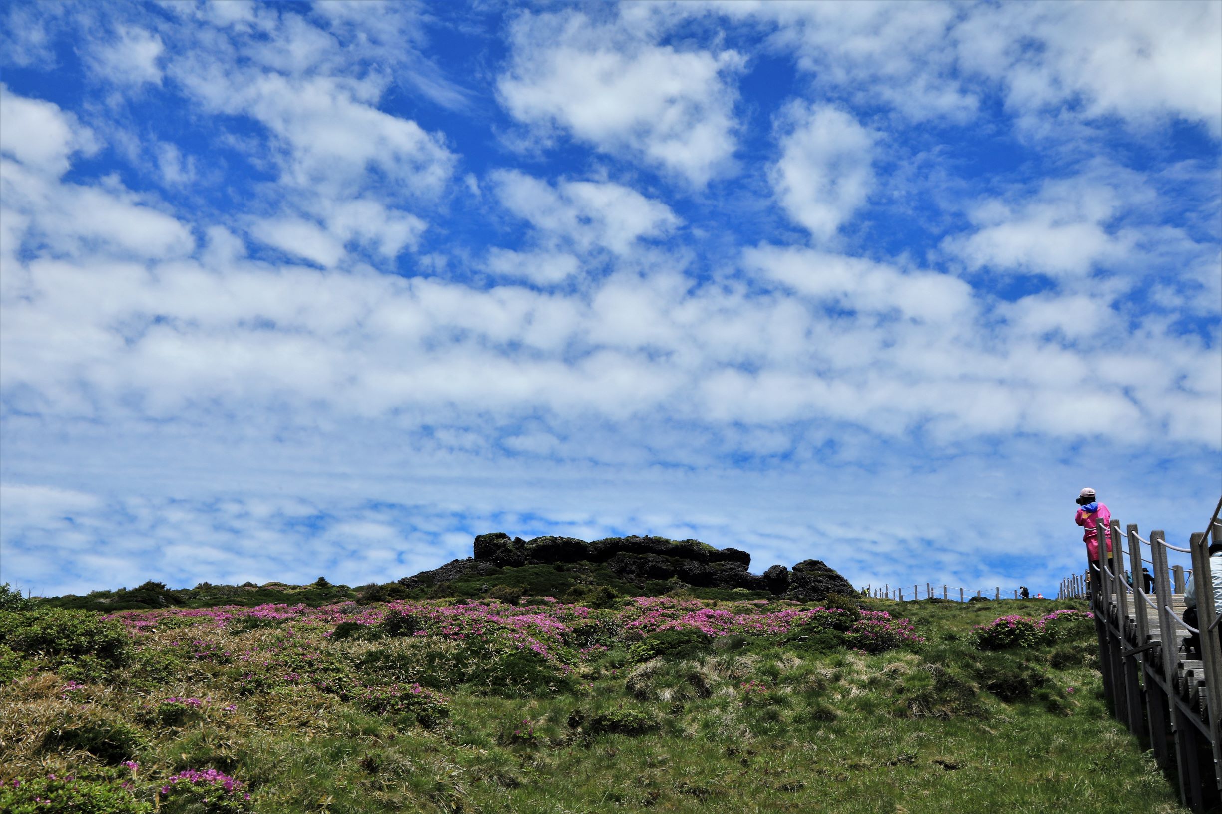 979A9157-3.jpg : 윗세오음의 철쭉