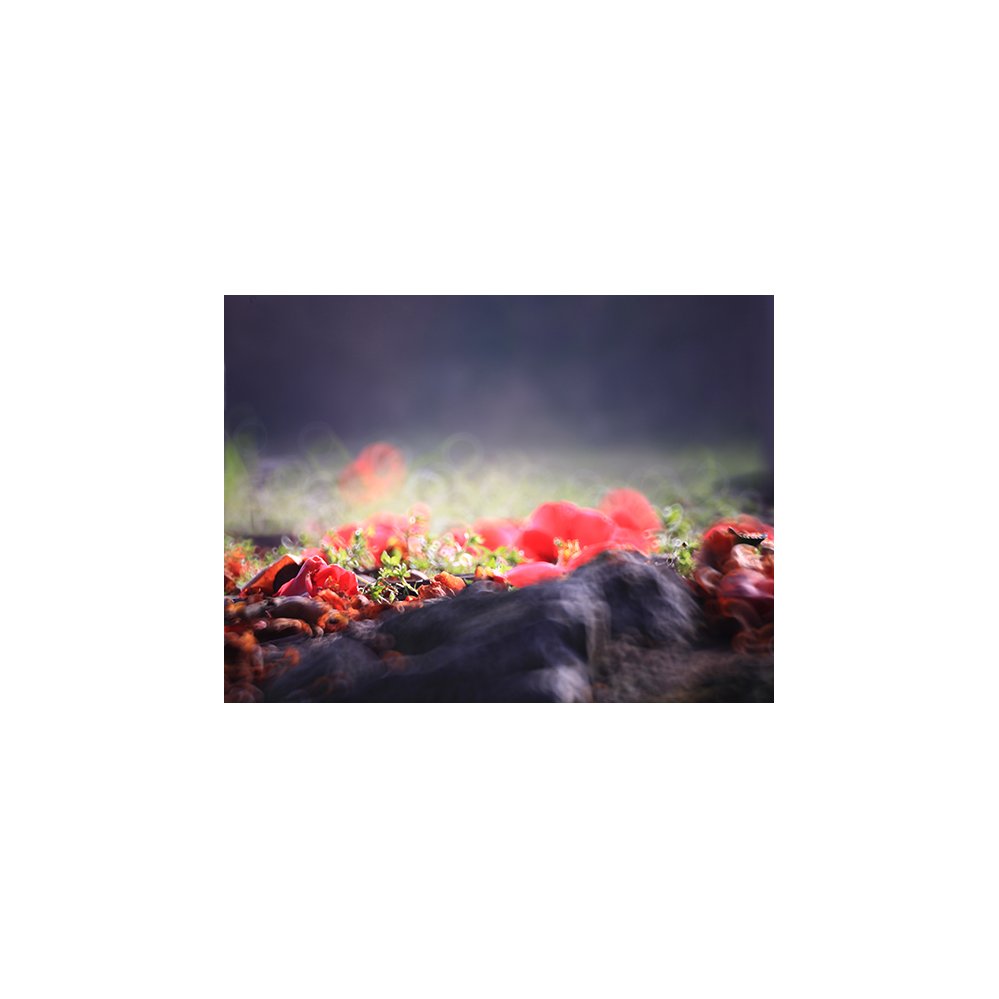 IMG_6770+1.jpg : 천국의 눈물...