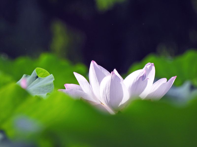 DSCN2178.jpg : 탑동시민농장 연꽃