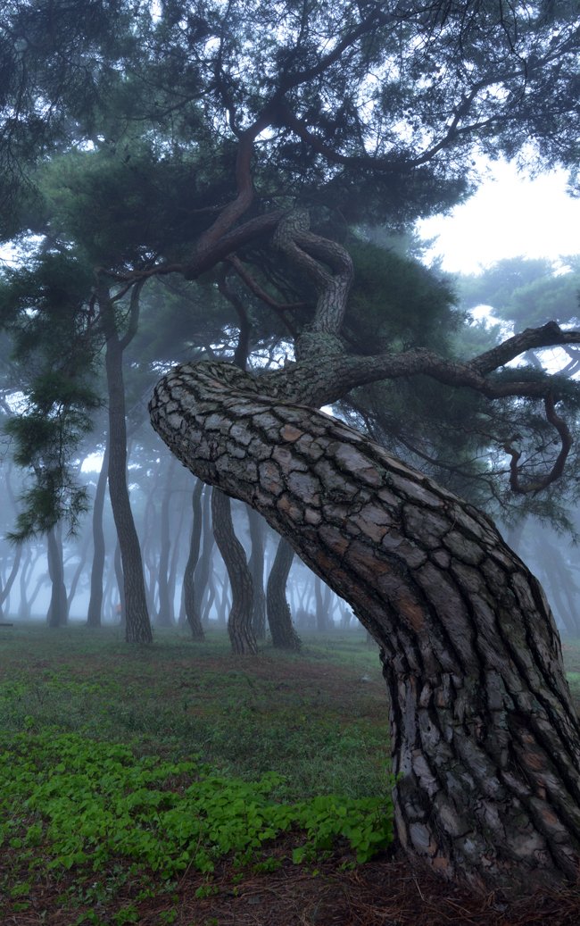 DSC_3067-임3.jpg : 임한리