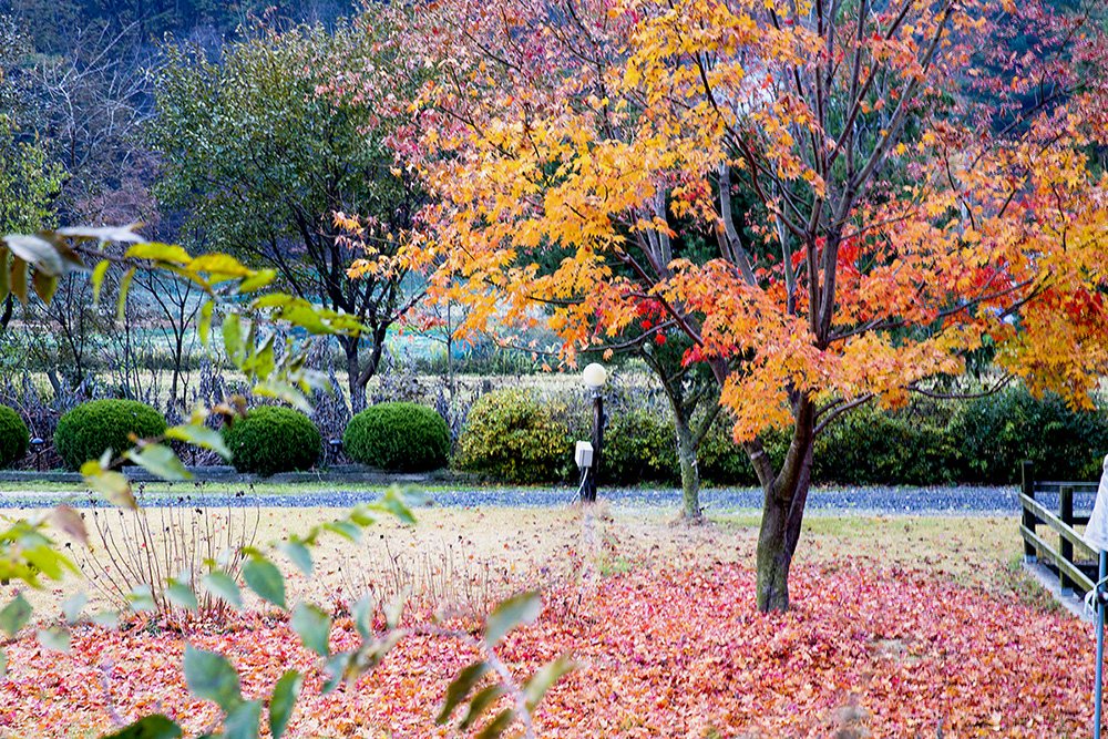 20191110-D55A0118-222.jpg : 가을소경