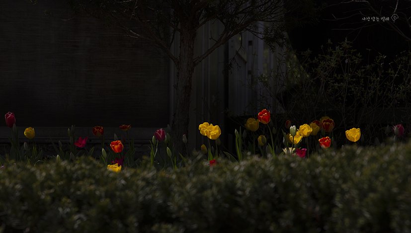 CE3A5328-1stamp resize.jpg : 봄....