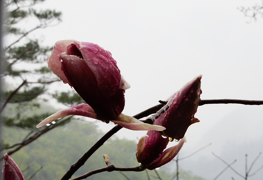 DSCN4766.jpg : 비오는날의 화담숲