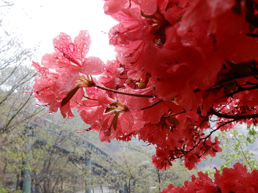 DSCN4697.jpg : 비오는날의 화담숲