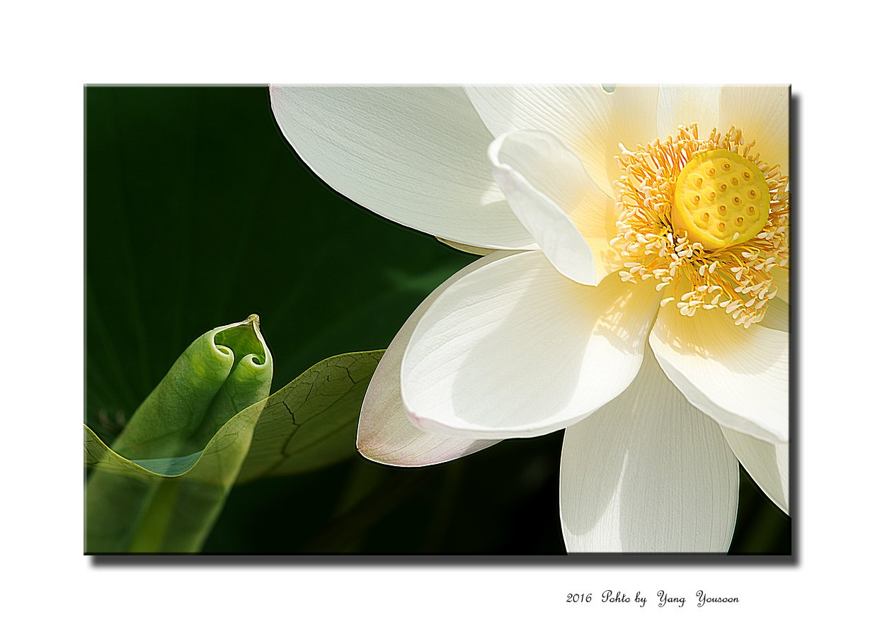 DSC_7271-r-11.jpg : 그녀를향한 사랑 DSC_7271-r-11.jpg : 그녀를향한 사랑