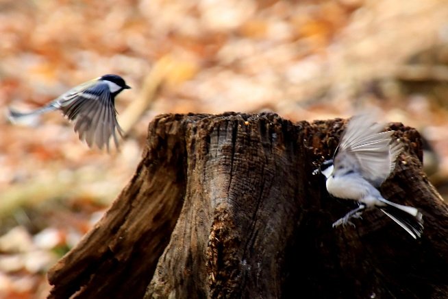 979A3993.JPG : 네꼬야