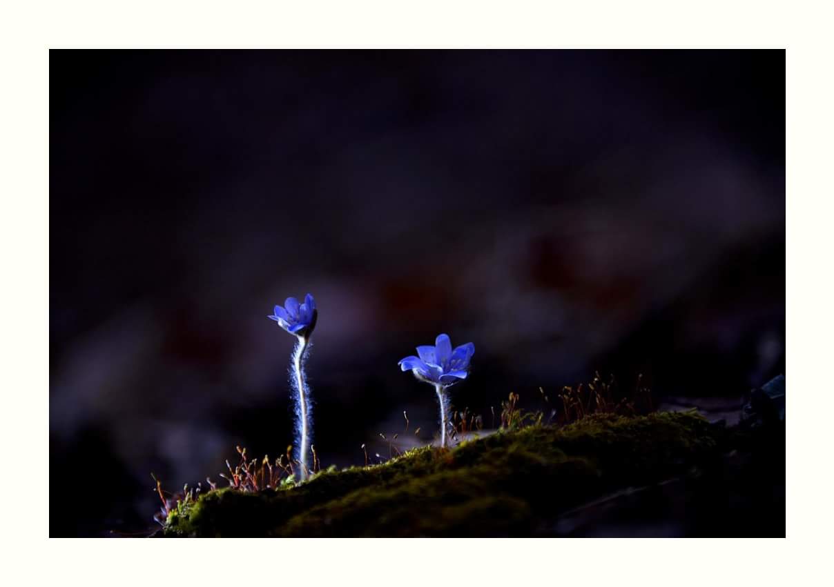 FB_IMG_1490220911736.jpg : 봄을 기다리며~~