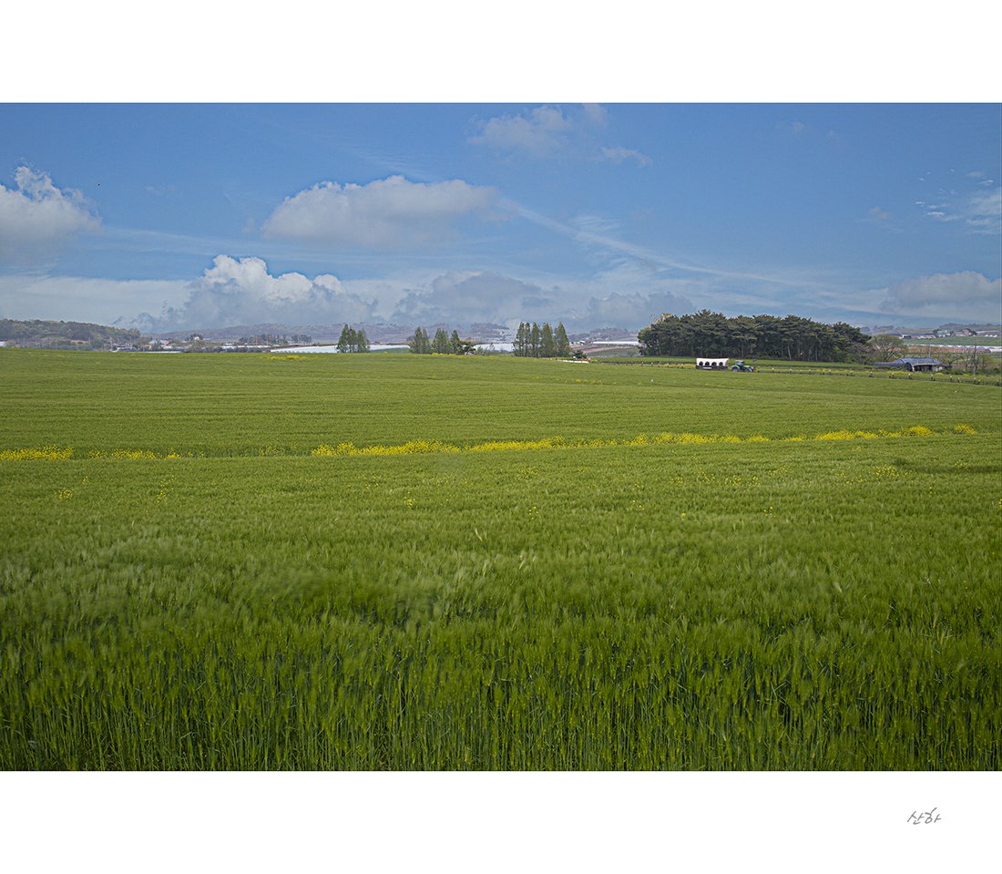 2m3a2323_청.jpg : 청보리~