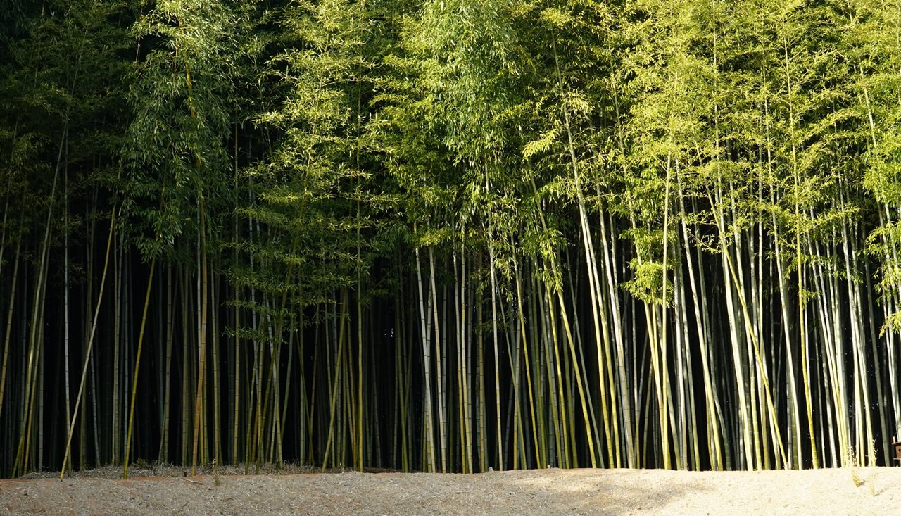 DSC09493.JPG : 죽농원과  낙안읍성