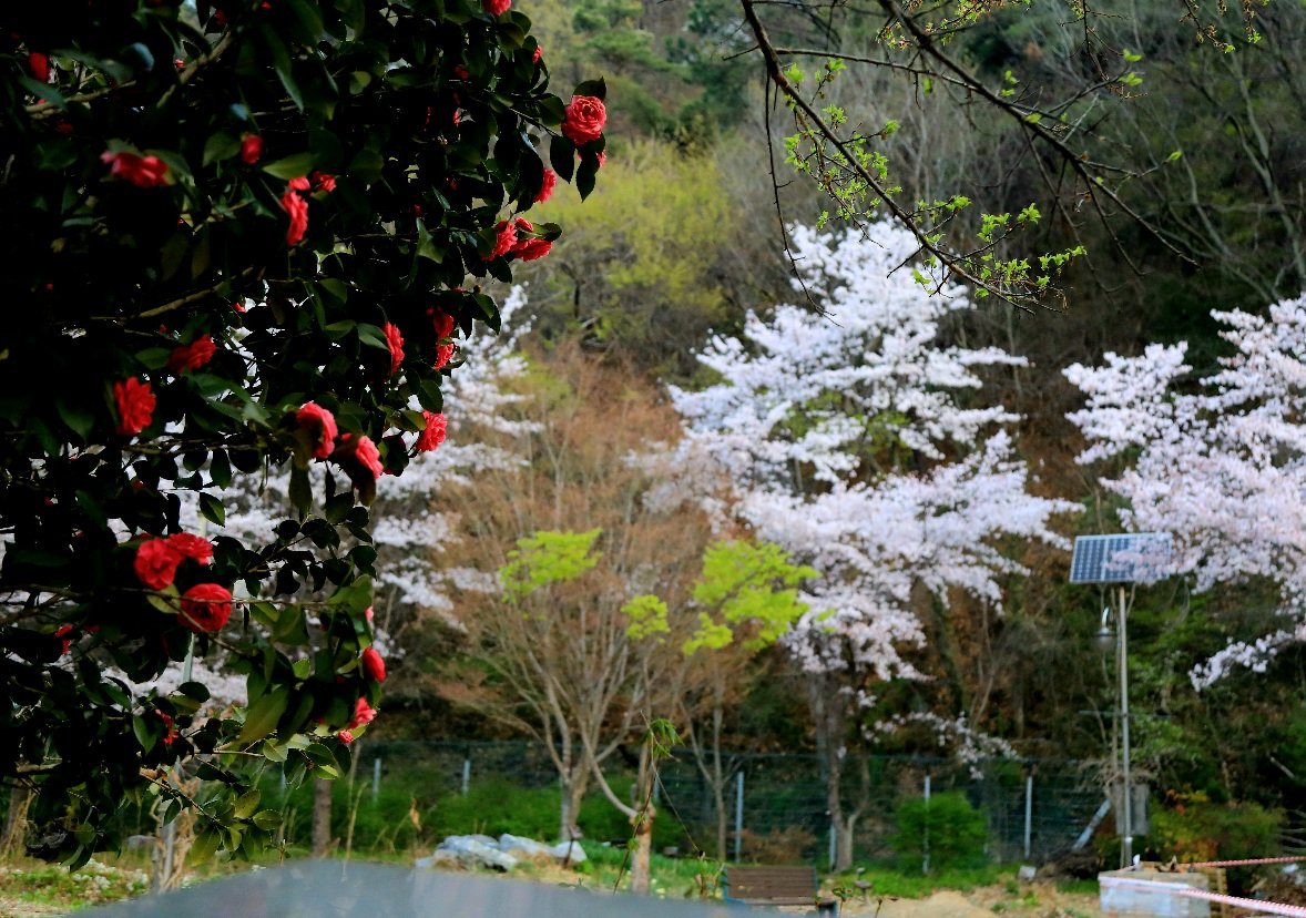 동백과 벚꽃.jpg : 동백과 벚꽃의 조우