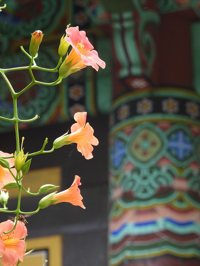 DSCN8670.jpg : 봉녕사 능소화